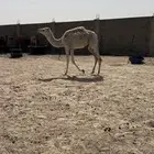 للبيع البكره الوضحاء
