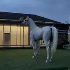 حصان واهو شيخ
