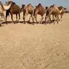 مراح أبل سواحل لقايح