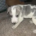 جرواه كلاب اليفه وشرسه