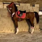خيل شعبي
