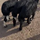 طليان نجد