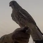 مصقر ومدهل جاهز