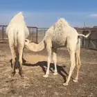 قعود حليب وبرسيم فقط