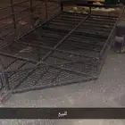 قلص