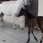 للبيع فرس واهو