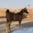 مهر فاخر كفو