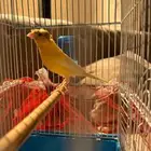 كناري