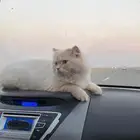 قط مفقود ( القرينيه) شارع بسر بن الحضرمي