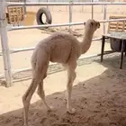 قعود ضيار وقعود تربيه