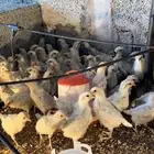 للبيع صوص فيومي الامنيوم اصل