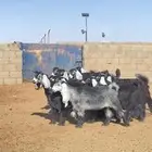 جفرات عوارض صنف