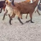 اربع معزا هولنديات جذعات بالفحل