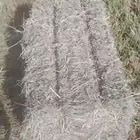 اعلاف رودس