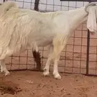 عنز مصريه صنف