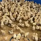 صوص بلدي