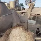 ناقة خلفة فاخرة