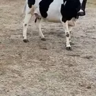 بقره حاليل فل شحم للبيع