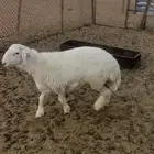 طلي للبيع
