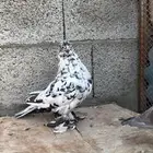 للبيع جوز لونق فيس