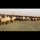 غنم نعيم فاخره مراح واحد وسم واحد للبيع
