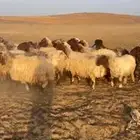 غنم نعيم