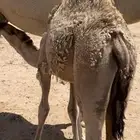 قعود على حليب