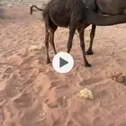 بكره مجهم طيبه مقنوي درجه اولى امن من اطيب لابل ومجمعه بالح