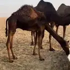 قعود مجهم