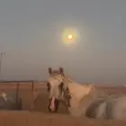 لبيع خيل شعبي