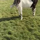 للبيع عنز هولنديه كفووو