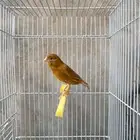 ماشاءالله أنثى جاهزه