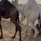 للبيع قعدان