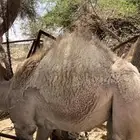 حشوان كفو لباني