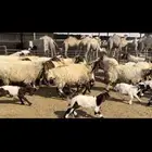 غنم نعيم مطافيل