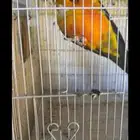 زوجين صن كنيور صبغة قوية