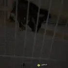 شوقر قلايدر