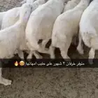 ذبائح