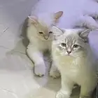 قطط للبيع ولتبني