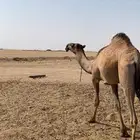 قعود اصفر باتلي لبيع