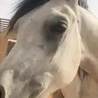 خيل