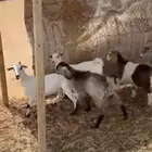 غنم معز للبيع