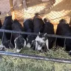 جفرات عوارض