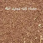 قمح معيه بدون كيماوي
