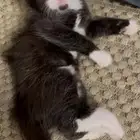 قطه
