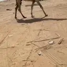 قعود كفو مشروع هداد ان بارك فيه ربي
