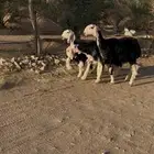 رخال نجد مقنوي