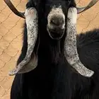 فحل عارضي صنف معرف