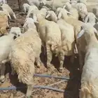 بهم حري 38 خروف
