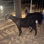 معزا دفيع فحص سونار شرط